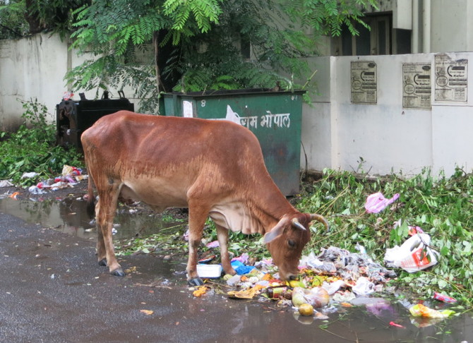 brianna smrke - cow - img_1090_670