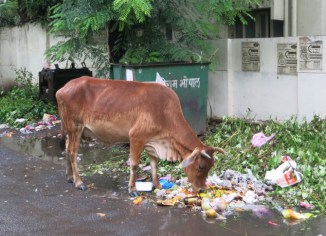 brianna smrke - cow - img_1090_670