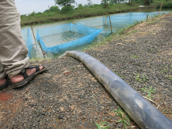 fish being piped_670